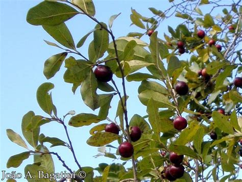 Marmelinho Fruit Plant (Diospyros Inconstans) – veliyathgardens