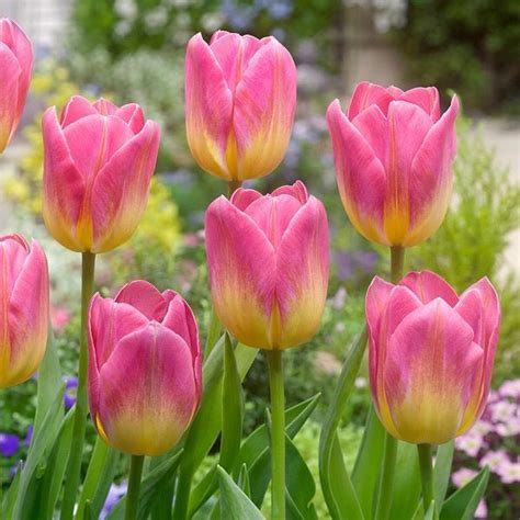 Buy Tulip Tom Pouse (Pink, Yellow) - Bulbs online from Nurserylive at ...