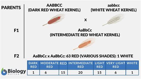 Polygenic inheritance - Definition and Examples - Biology Online Dictionary