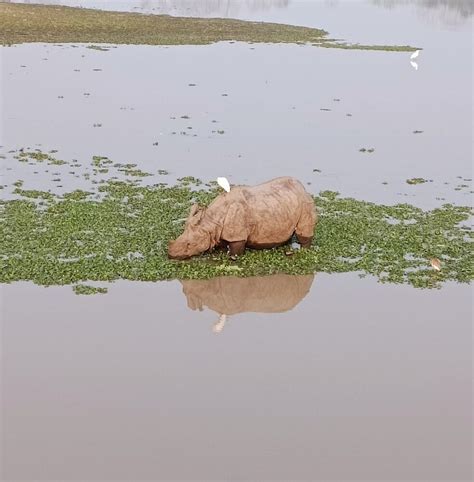 IORA - THE RETREAT, KAZIRANGA (Bogorijuri) - Resort Reviews, Photos ...