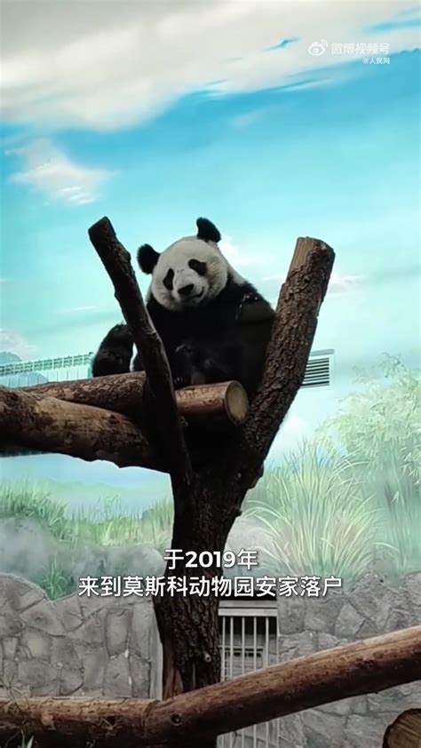 大熊猫“如意”和“丁丁”在莫斯科庆祝生日 - 国际在线移动版