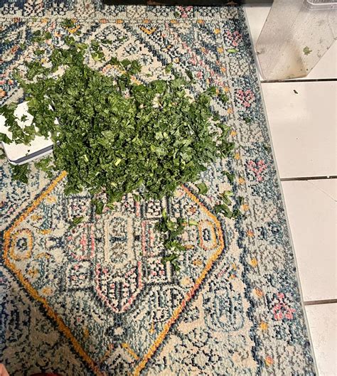 Dropped a pound of marinated kale salad all over my rug : r/Wellthatsucks