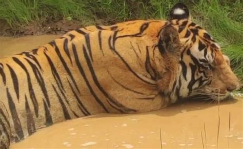 पन्ना में सड़क पर बेफिक्र घूमता दिखा बाघ, टूरिस्टों के कैमरे में कैद ...