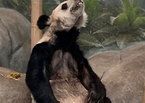 旅美大熊猫遭虐待，连基本生活都得不到保障，看了忍不住想骂街_腾讯新闻