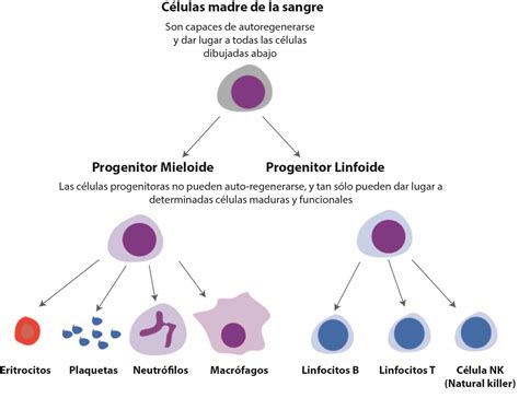 ¿Qué es la leucemia y porqué aparece? - El·lipse