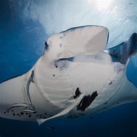 BORA DIVING CENTER (BY ELEUTHERA) (2026) All You Need to Know BEFORE ...