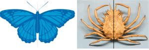 Animal Kingdom Chapter Notes - Biology Class 11 - NEET PDF Download
