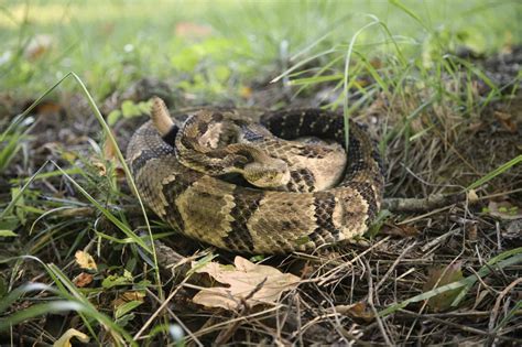 Discover 11 Brown Snakes Slithering in Ohio (3 Are Dangerous) - A-Z Animals
