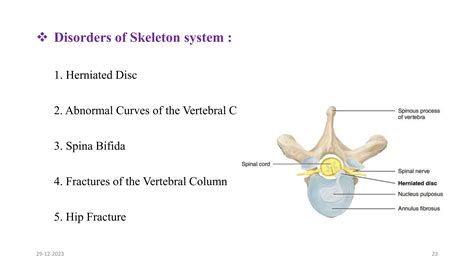 skeletal system | PPTX