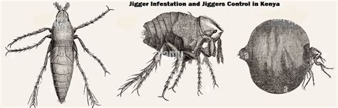 Image result for Jigger Bug Parasite