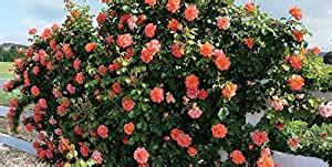 The Store Hub Orange Climbing Rose Plant Rosa Multiflora Perennial ...