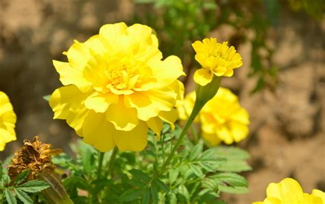 长春花一年四季冒花苞，怎么养都能活，新手试一试也不踩坑-绿宝园林网