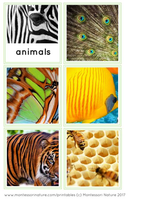 Math Patterns in Nature 的图像结果