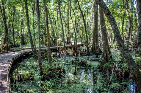 Jean Lafitte National Park a New Orleans Swamp | New orleans vacation ...