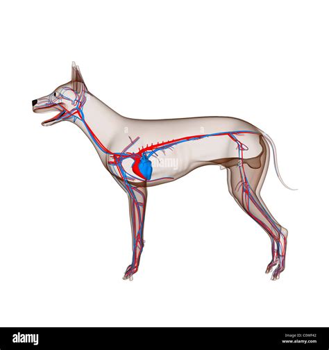 How Does A Dog's Heart Work at Judy Roybal blog