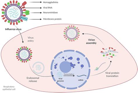 Frontiers | Influenza A, Influenza B, and SARS-CoV-2 Similarities and ...