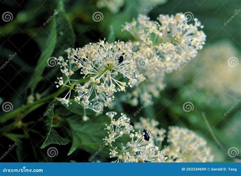 New Jersey Tea 22491 stock image. Image of northbrook - 203339699