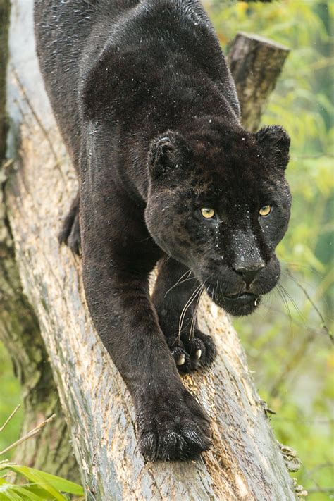 Black Jaguar by Colin Langford on 500px | Rare animals, Black jaguar ...