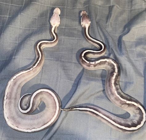 Image result for Ball Python Clutch