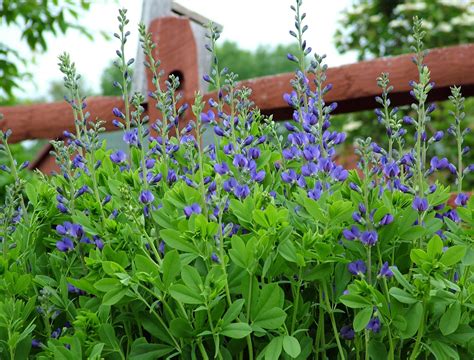 6 Drought-Tolerant Perennials For Your Landscape