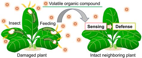 Biocommunication: The Hidden Language of Plants | Science Snap