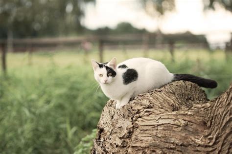 Portrait of cat on fallen tree at field | Premium Photo