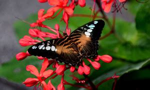 butterfly poster & Titli POSTERS, Dragonfly Poster, Insects Poster ...