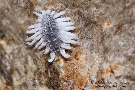 Cryptolaemus Montrouzieri