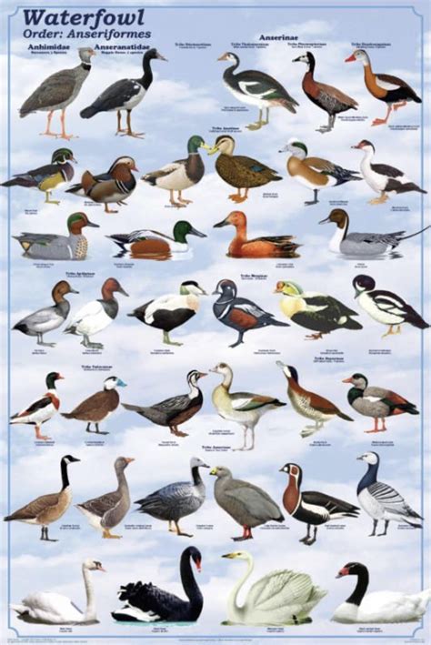 Duck Species Chart