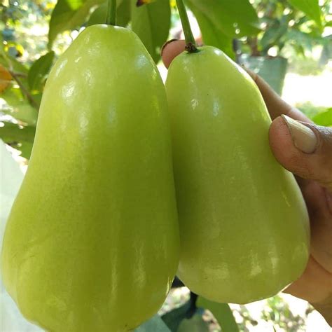 Platone's Live Plant Green Thai Java Apple Dwarf Rose Water Apple Plant ...