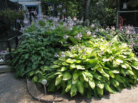 26 Hosta Shade Garden Ideas You Should Look | SharonSable