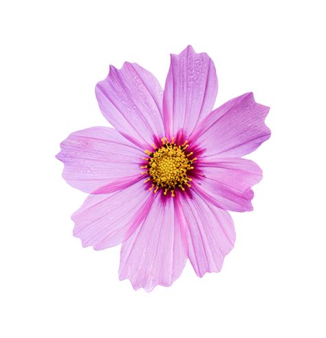 Image result for Flower