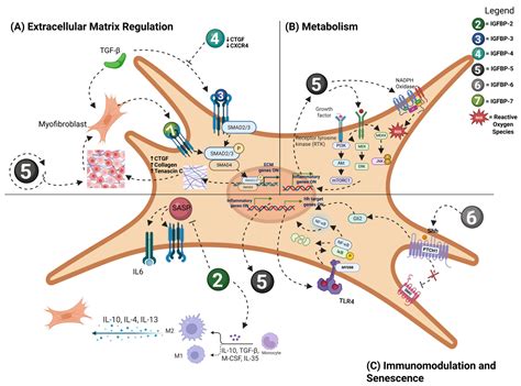 Pathologic Signaling and Disease Implications of Insulin-like Growth ...