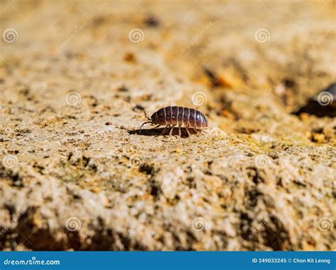 Close Up Shot of Armadillidiidae Stock Image - Image of america, animal ...
