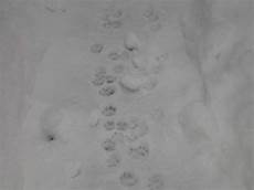 marderspuren im schnee katzenspuren im schnee foto bild jahreszeiten winter marderspuren im schnee katzenspuren im schnee foto bild jahreszeiten winter