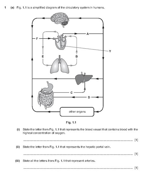 Test 5: Circulatory System & Digestion Processes in Humans - Studocu