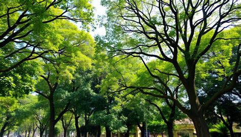 The Best Trees for Shade in Sarjapur Road, Recommended by Idyl
