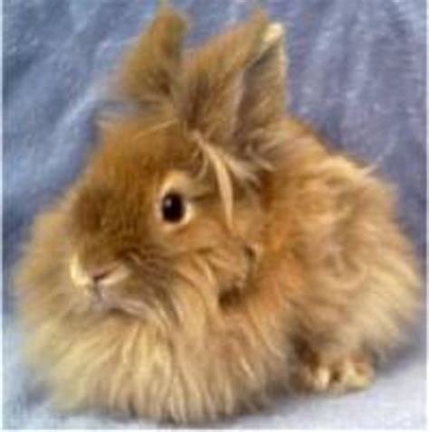 Lionhead Bunny Rabbits - All About these Cute and Unusual Bunnies ...