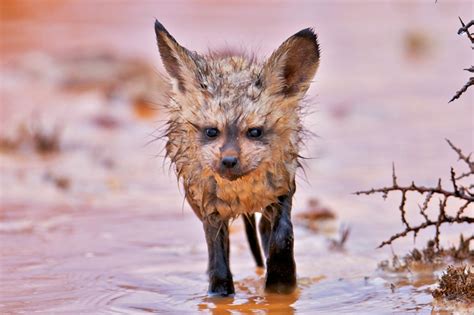 agen878 slot apk v1.2.8