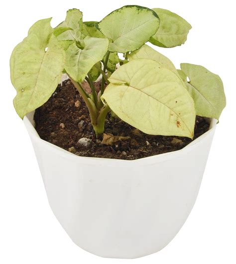 Alidhra Syngonium Ornamental Tree, Green (Pot Included) : Amazon.in ...