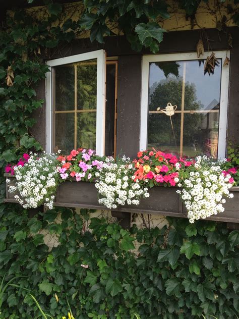Colorful Window Box Flowers for Part Sun in Midwest