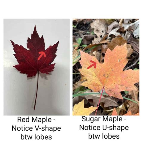 Red Maple vs Sugar Maple Key Differences