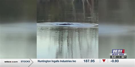 Manatee spotted near Bayou Bernard in Gulfport, IMMS says