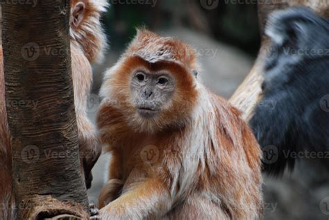 Up Close with a Javan Langur Monkey 9093437 Stock Photo at Vecteezy