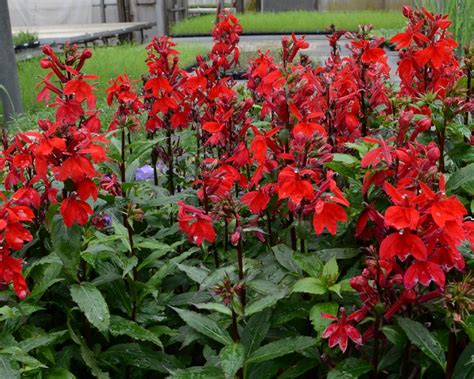 How to Grow and Care for Cardinal Flower | HGTV