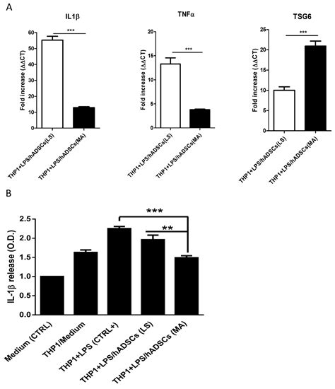 Mechanical Activation of Adipose Tissue and Derived Mesenchymal Stem ...