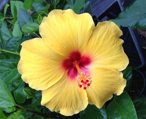 Yellow Hibiscus Plant