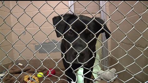 The Humane League of Lancaster County waives all adoption fees for free ...