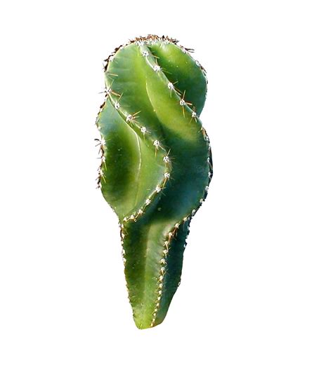 Futaba Cereus Forbesii Cactus Plant Seeds-100Pcs : Amazon.in: Garden ...