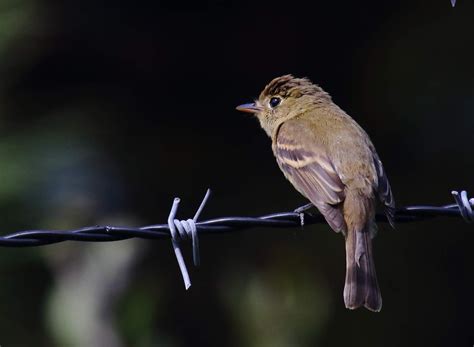 Pacific-slope Flycatchers at Fort Rosecrans National Cemetery - Greg in San Diego